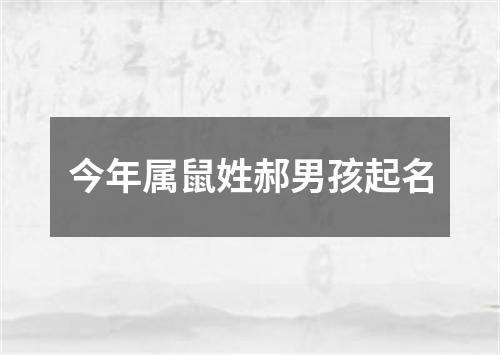 今年属鼠姓郝男孩起名