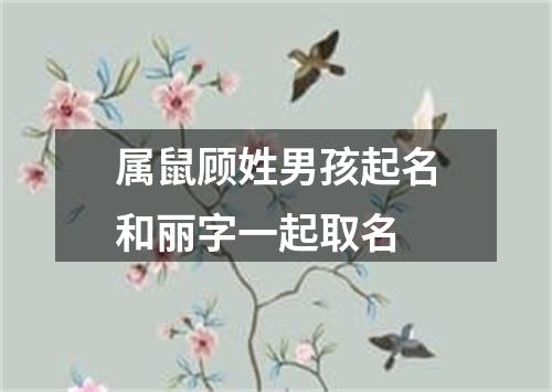 属鼠顾姓男孩起名和丽字一起取名
